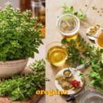 oregano